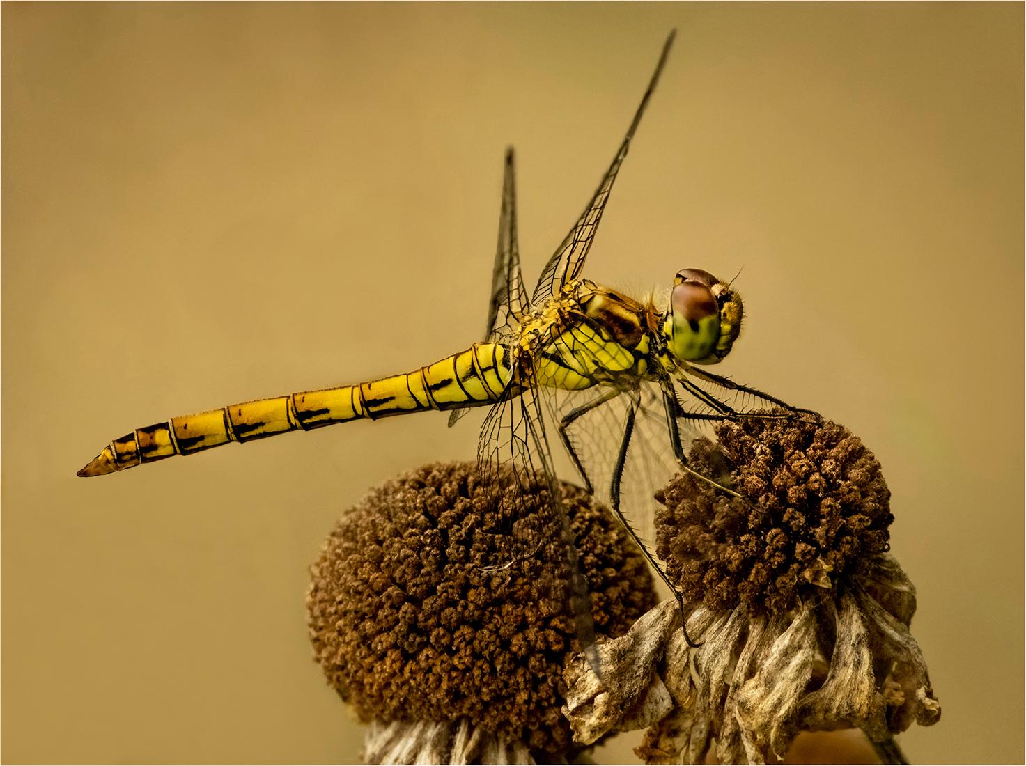 Ruddy Darter - Hilary Knight
