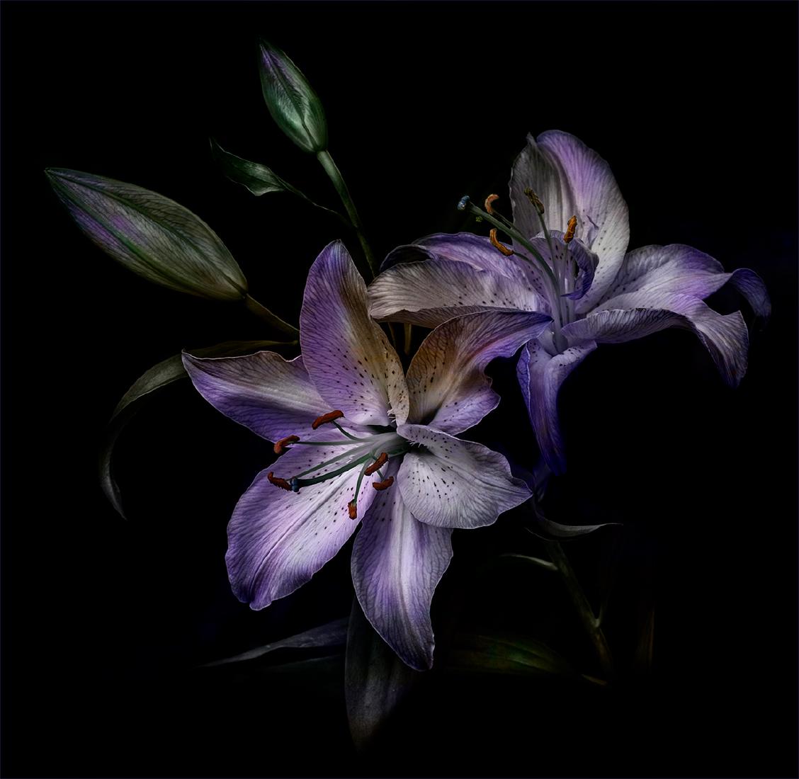 Standing Fair in the Silvery Light - Chrissie Alexander