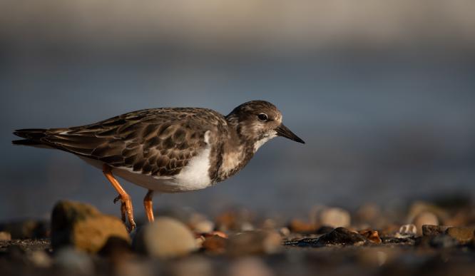 Turnstone Among the Pebbles - Judith Metcalfe