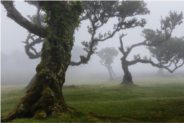 Dancing Trees - Ian Carter