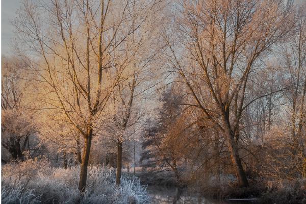 Golden light. Cold morning - Ian Carter