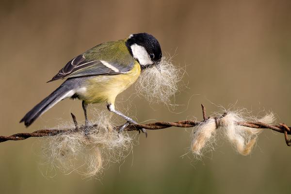 Great Tit collecting nesting material - Derek Howes