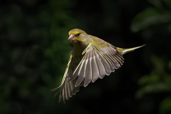 Greenfinch in Flight - Mary Battye