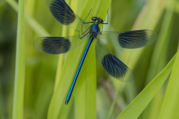 Male Banded Demoiselle - Robert Farrow