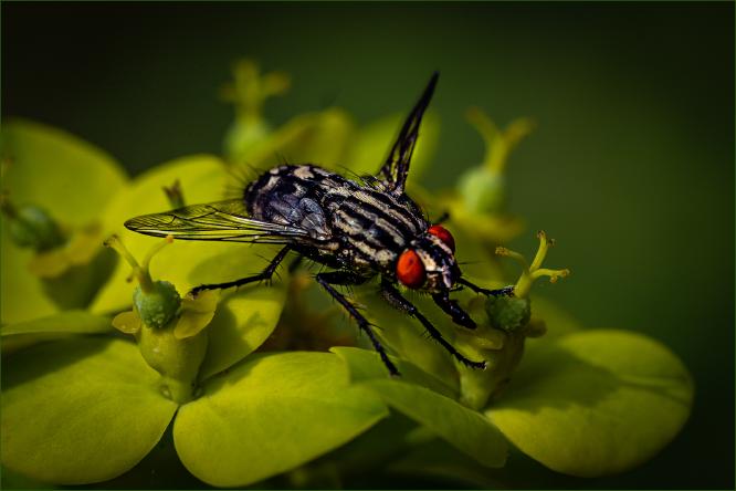 Nectarine fly - Bola Oshisanwo