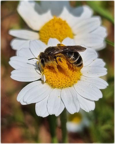 Pollen Overload - Aysu Bilgic