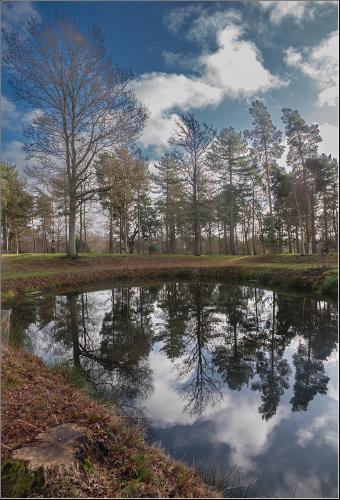 Reflections at Markshall Arboretum - Alison Pangbourne
