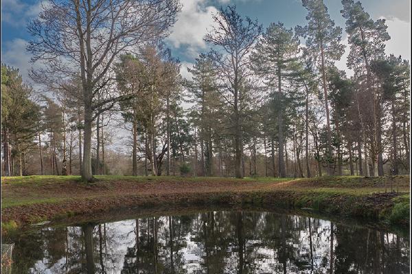 Reflections at Markshall Arboretum - Alison Pangbourne