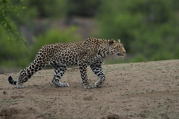 Stealth of a Leopard - Robert Macdonald