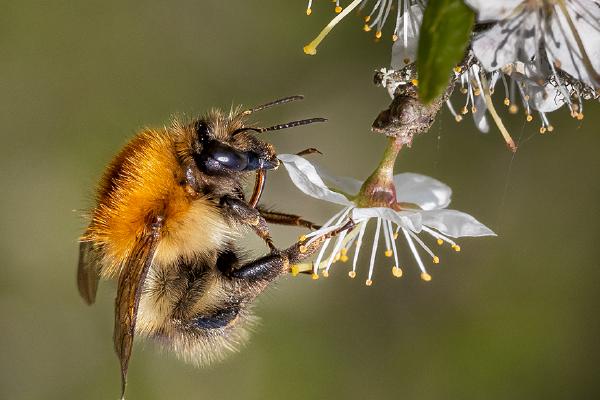Carder Bumble Bee visiting Prunus blossom - Ben Heather