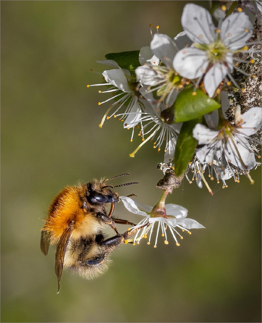 Carder Bumble Bee visiting Prunus blossom - Ben Heather