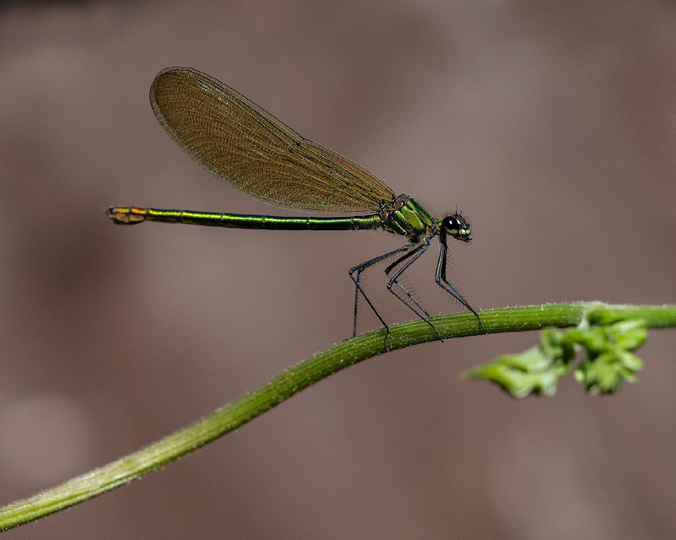 Female Banded Demoiselle - Mary Battye