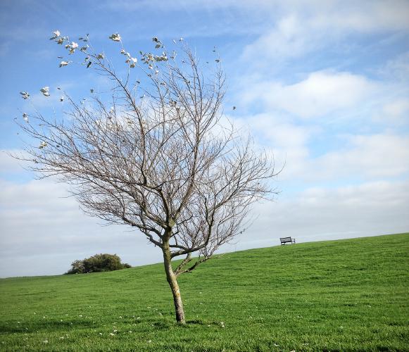 Hanging On - Roy Essery