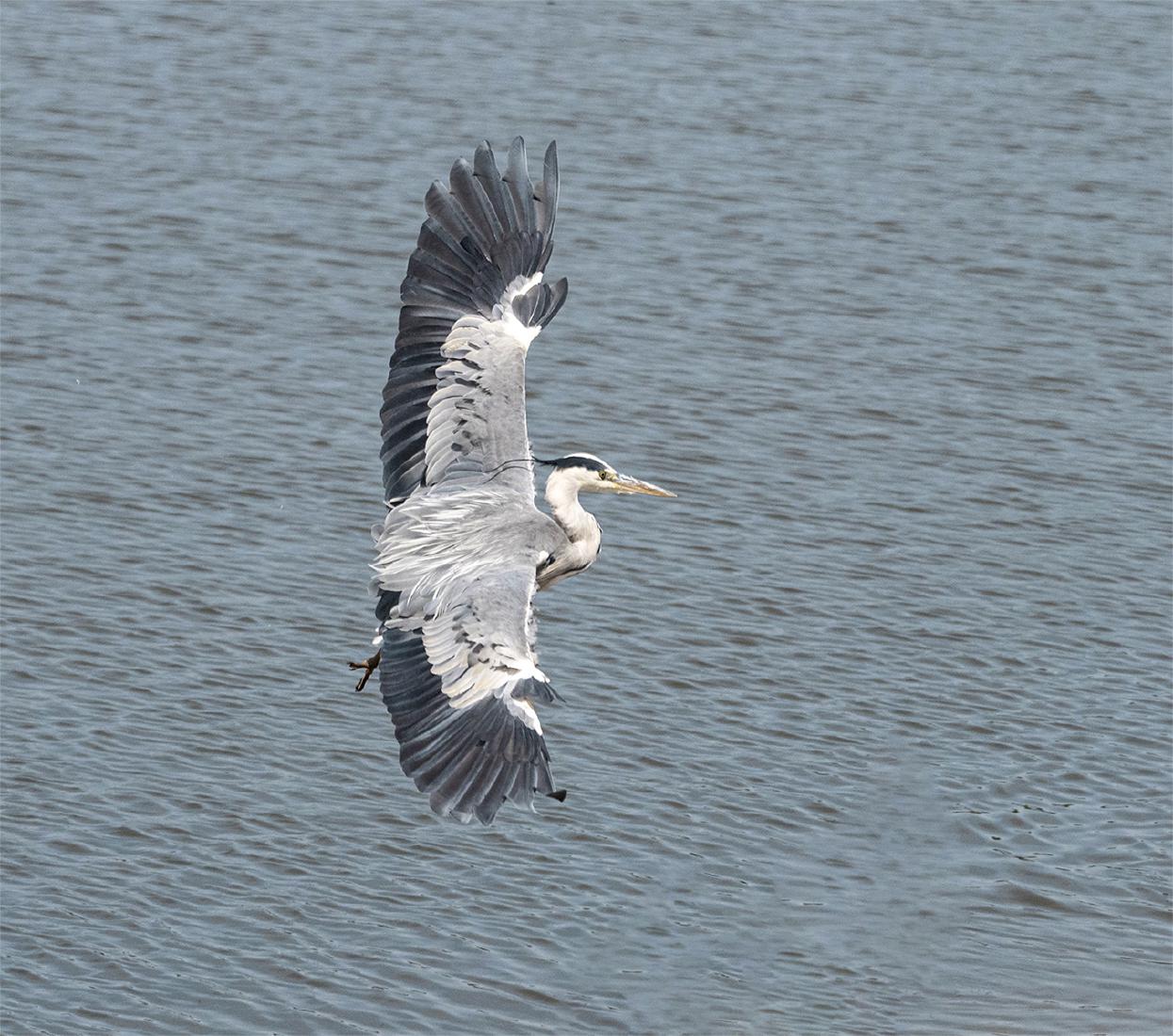 Heron Landing - Robert Farrow