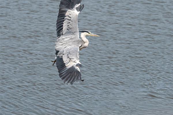 Heron Landing - Robert Farrow