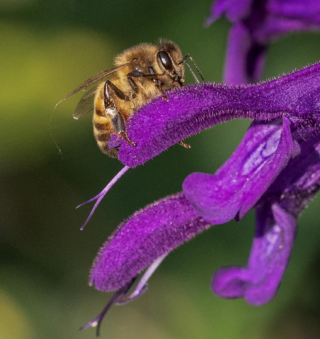 Honey Bee on Salvia - Mary Battye