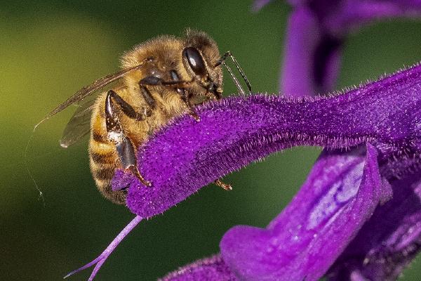 Honey Bee on Salvia - Mary Battye