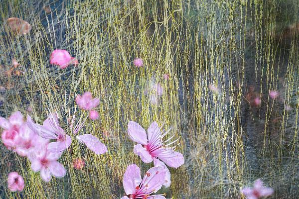 Impressions of Spring - Chrissie Alexander