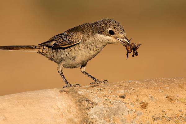 Juvenile Woodchat Shrike with prey - Derek Howes