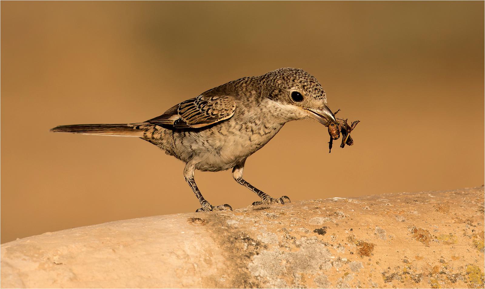 Juvenile Woodchat Shrike with prey - Derek Howes