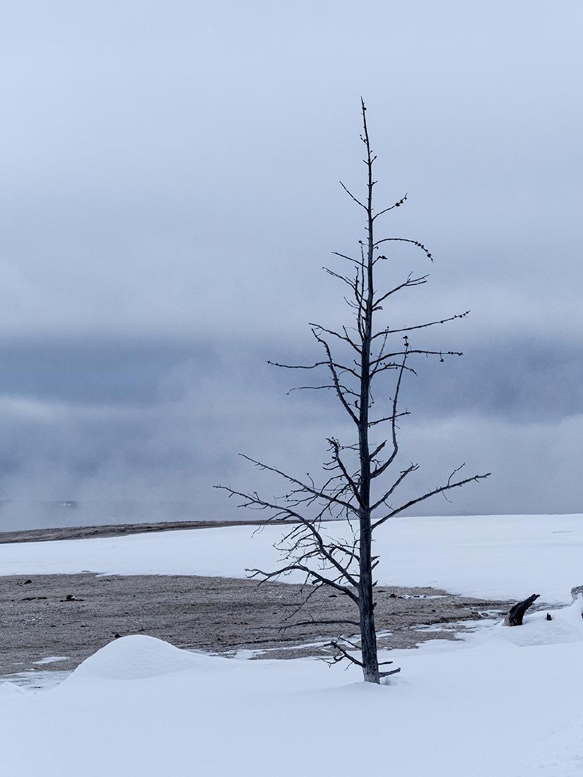 Lone tree in the geyser basin - Lynn Rix
