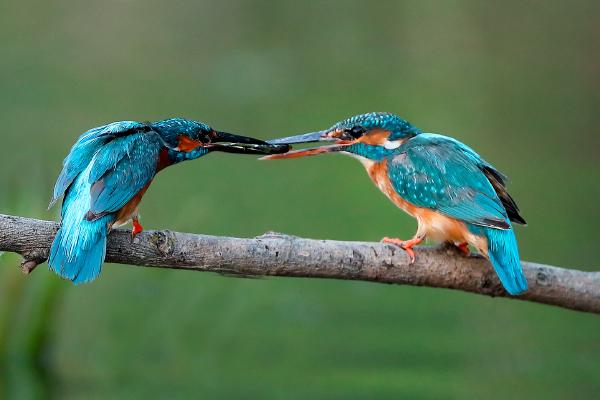 Male Kingfisher passing a fish to the female - Derek Howes