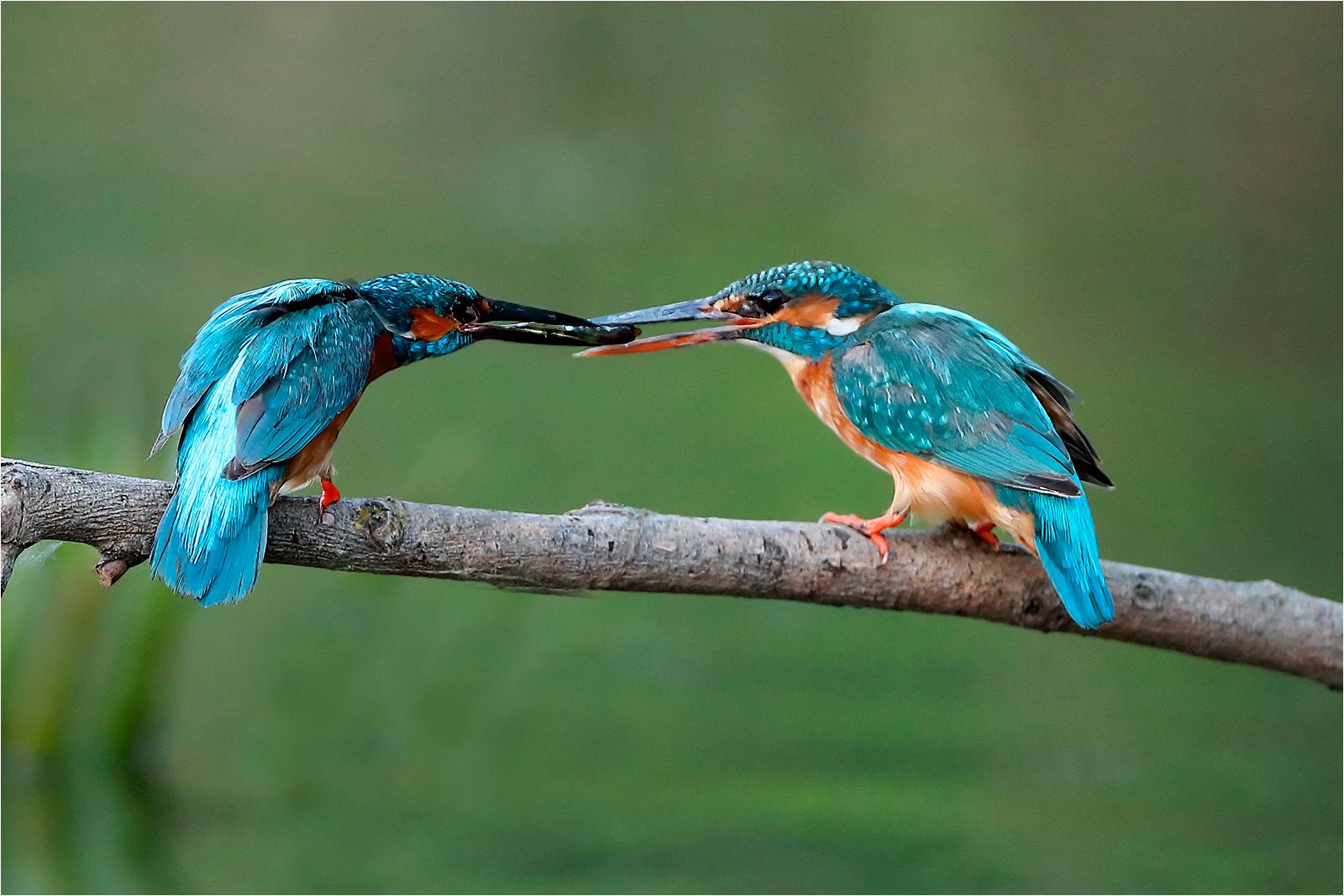 Male Kingfisher passing a fish to the female - Derek Howes