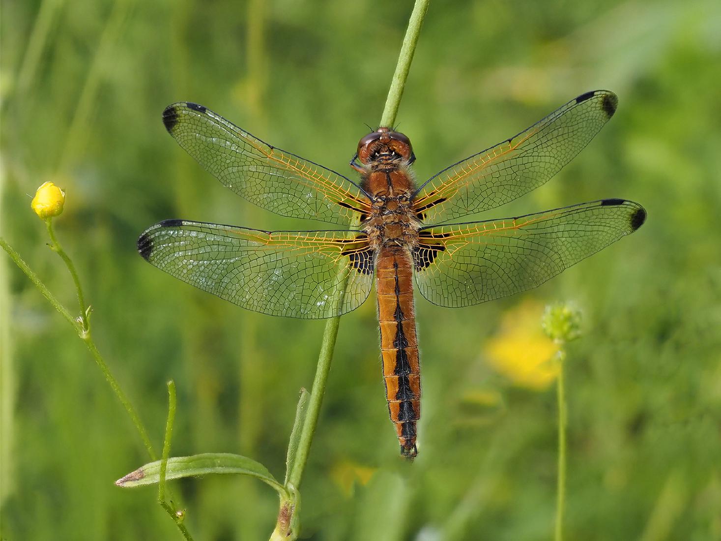 Scarce Chaser - Robert Farrow