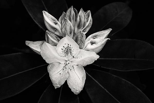 Study in mono - Jennifer Brett