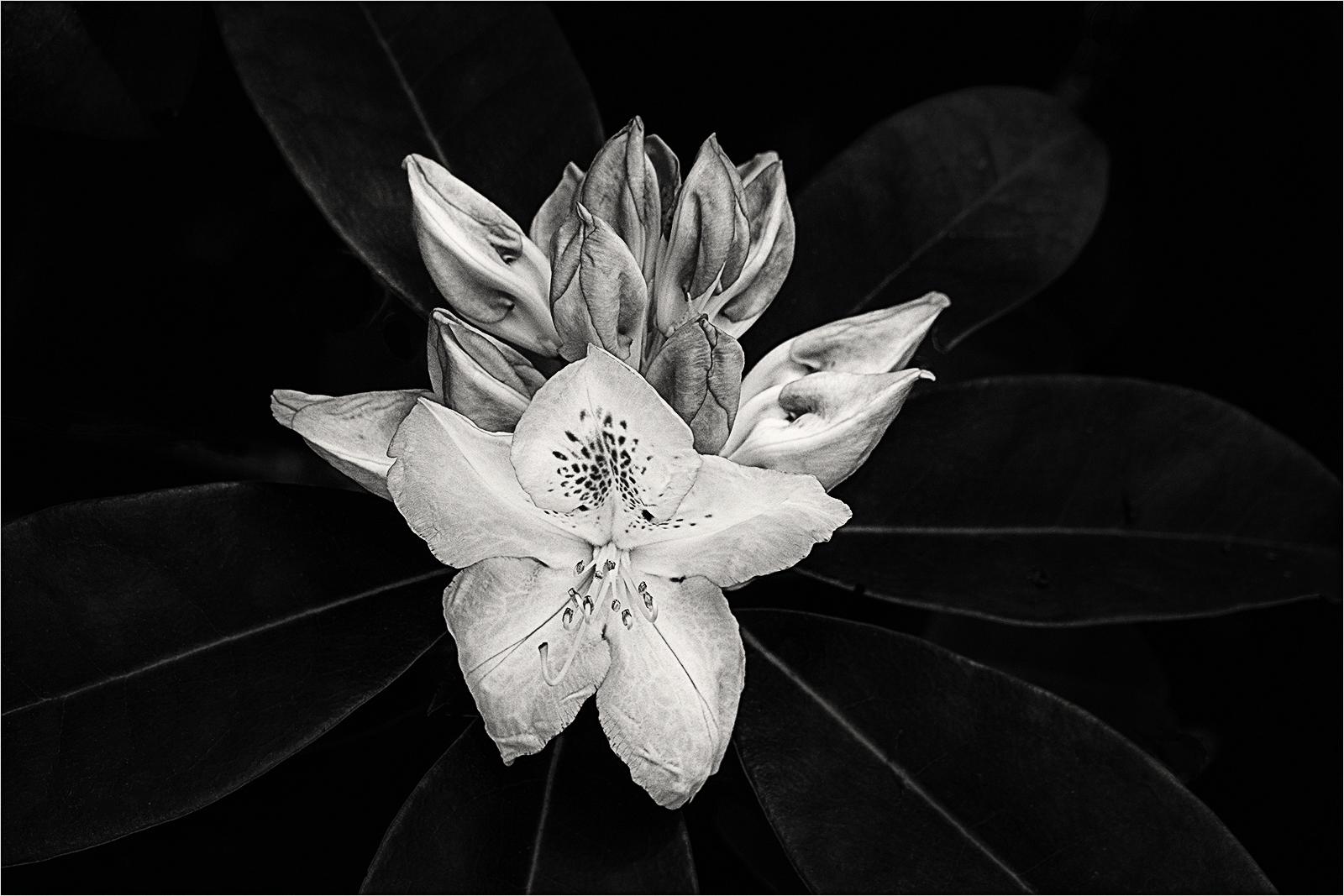 Study in mono - Jennifer Brett