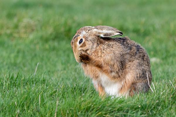 Brown Hare grooming - Lynn Rix