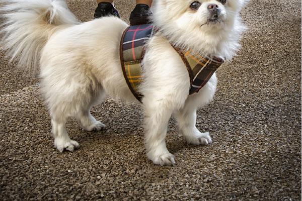 Canary Wharf Walkies - Steve Ball