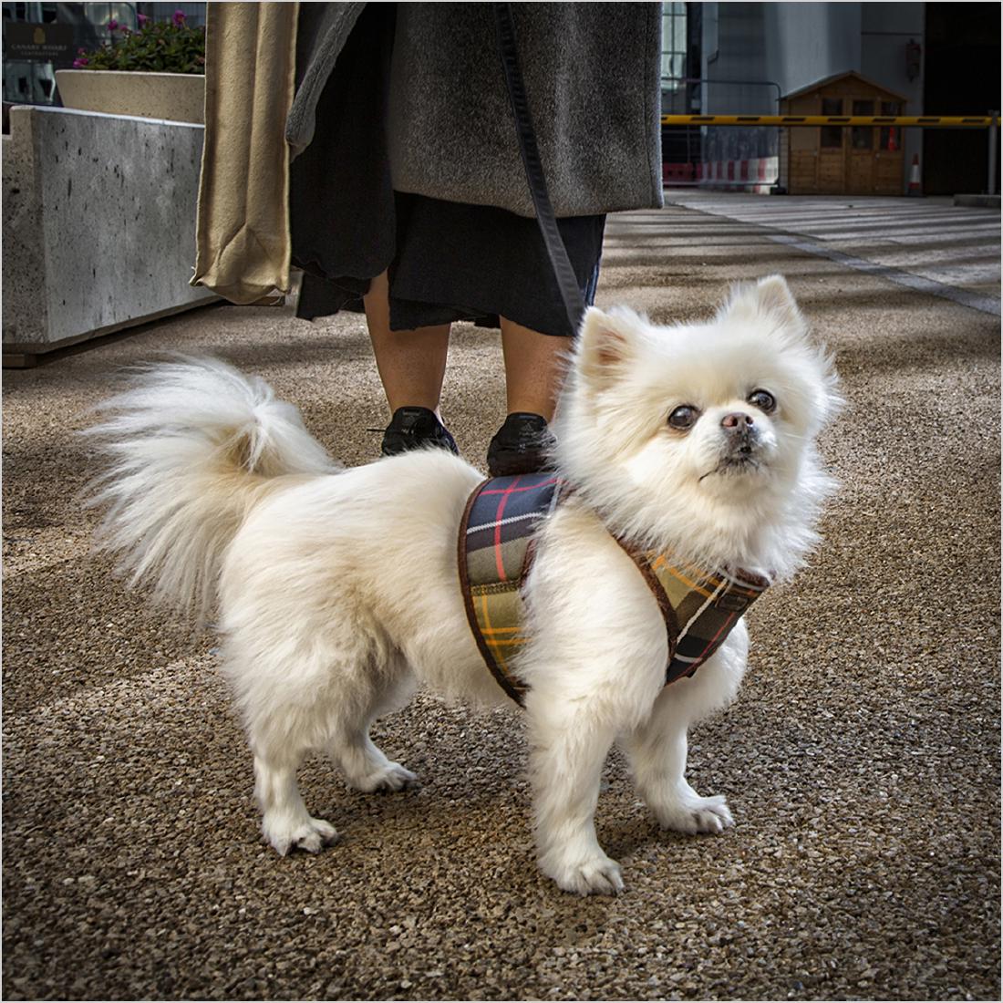 Canary Wharf Walkies - Steve Ball