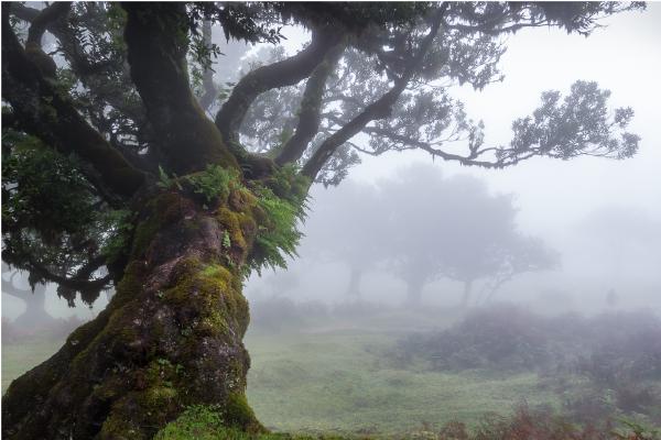 Figure in the mist - Ian Carter