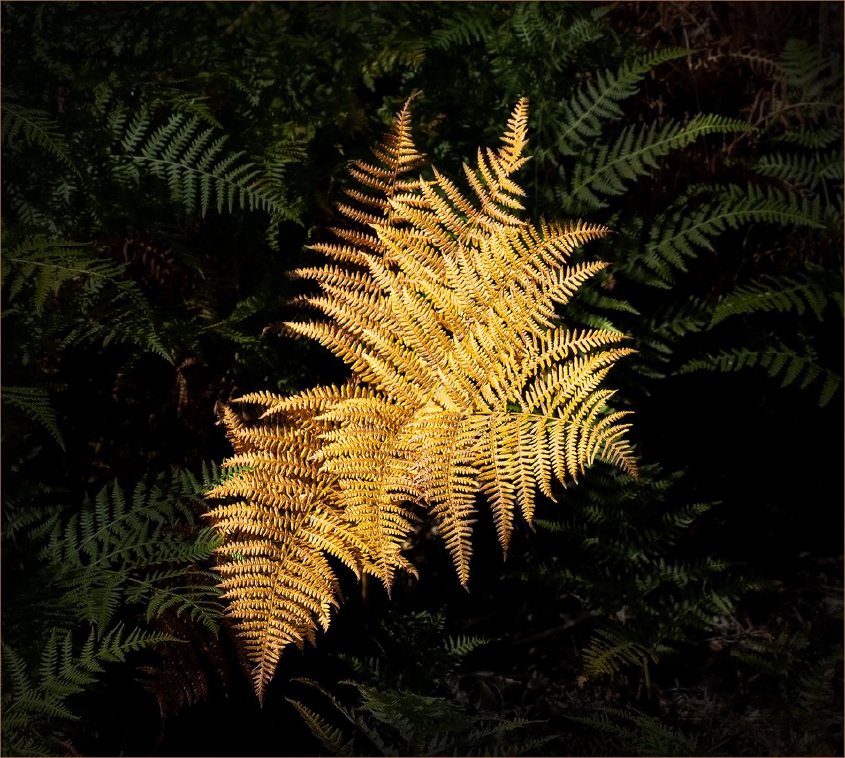 Golden Bracken - Jennifer Brett