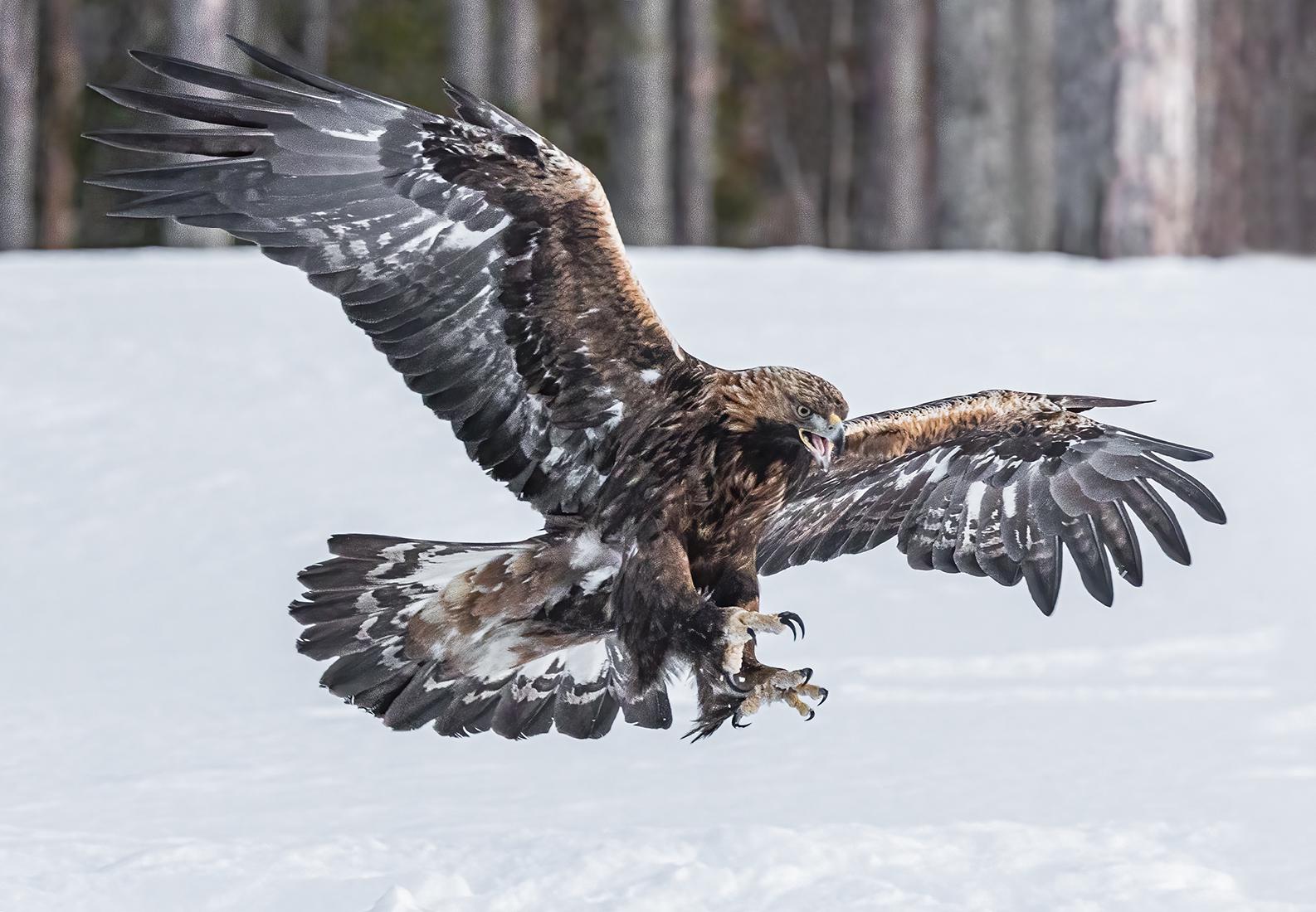Golden Eagle swoops - Robert Macdonald