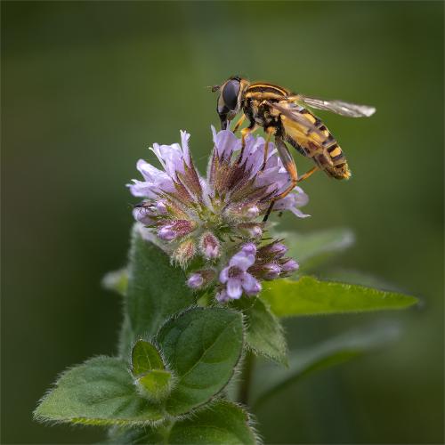 Helophilus Hoverfly Nectaring on Watermint - Ben Heather
