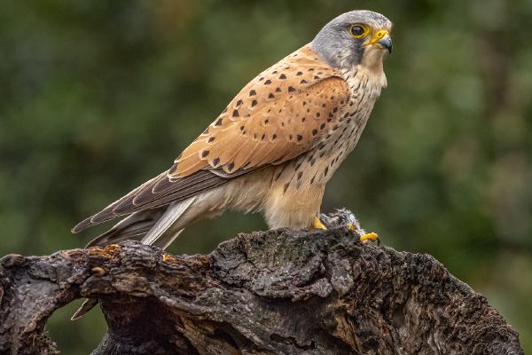 Kestrel with a morsel - Marny Macdonald