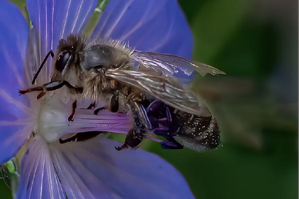 Leafcutter Bee on Cranesbill - Mary Battye