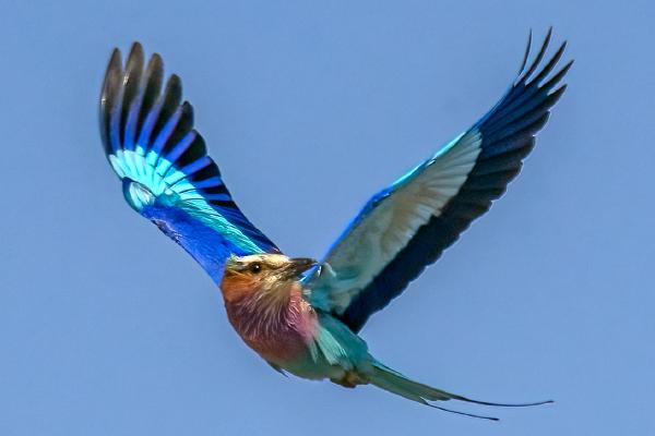 Lilac Breasted Roller in flight - Marny Macdonald