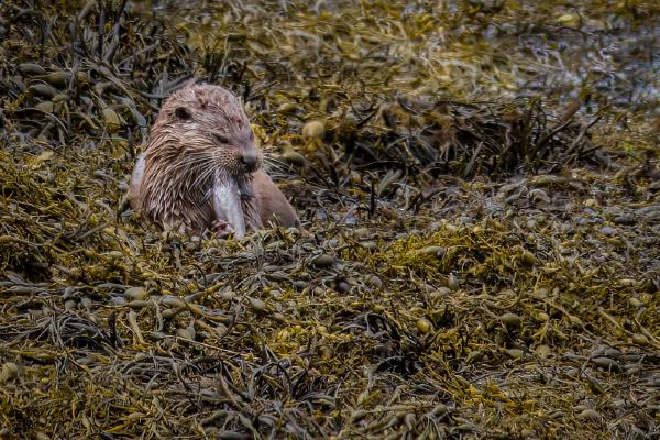 Otter Having Lunch - David Cross