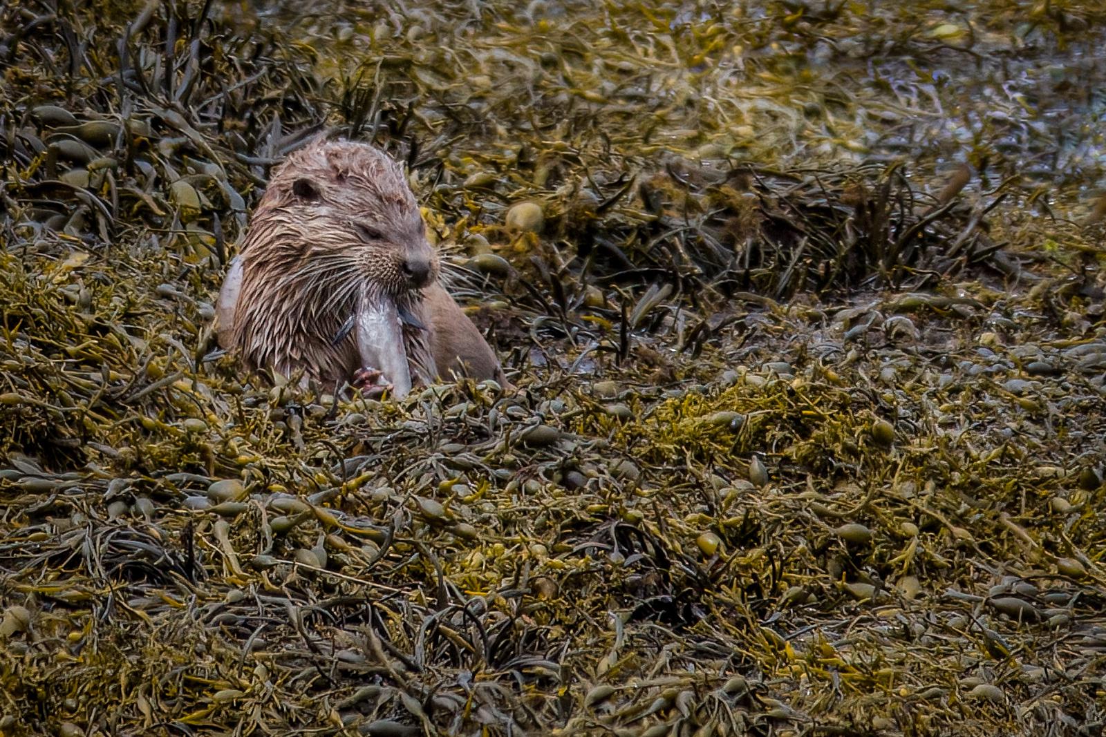 Otter Having Lunch - David Cross
