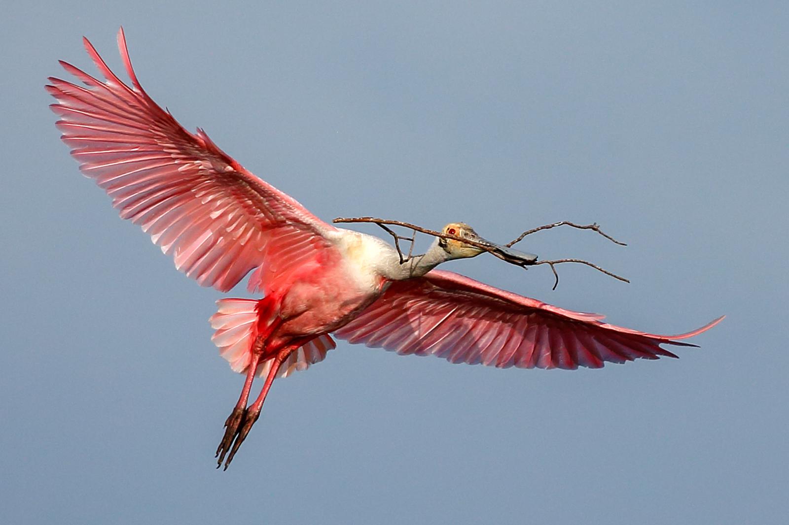 Roseate Spoonbill with nesting material - Derek Howes