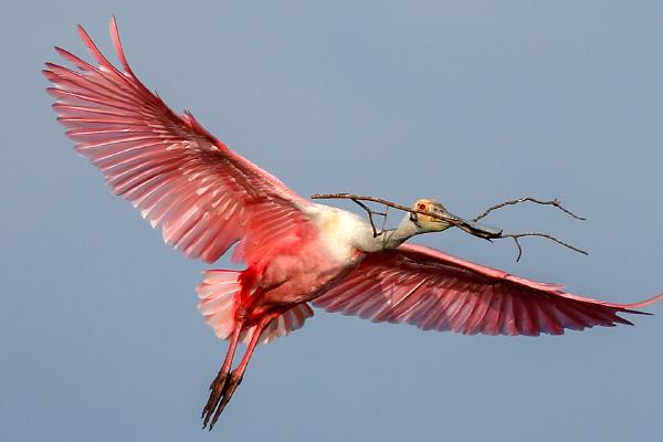 Roseate Spoonbill with nesting material - Derek Howes