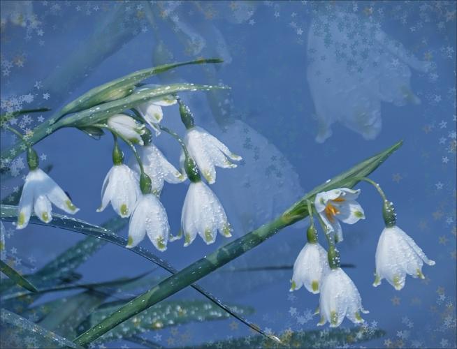 Starry Snowdrops - Chrissie Alexander
