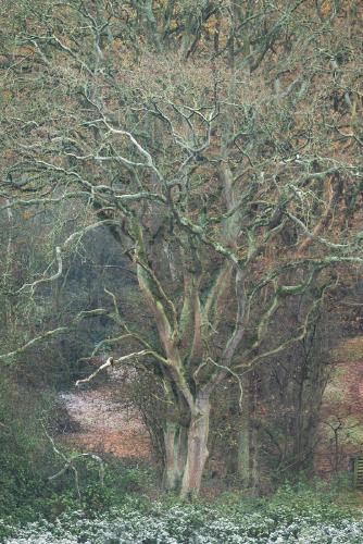 Tree Frost . - Shaun Hykel
