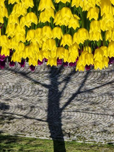 Tulip Tree - Aysu Bilgic