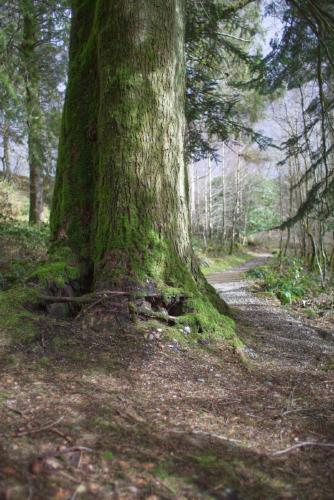 Wood Path - Richard Goldsmith