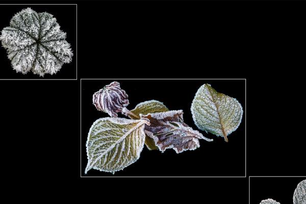 Frosty Leaves - Jan Cross