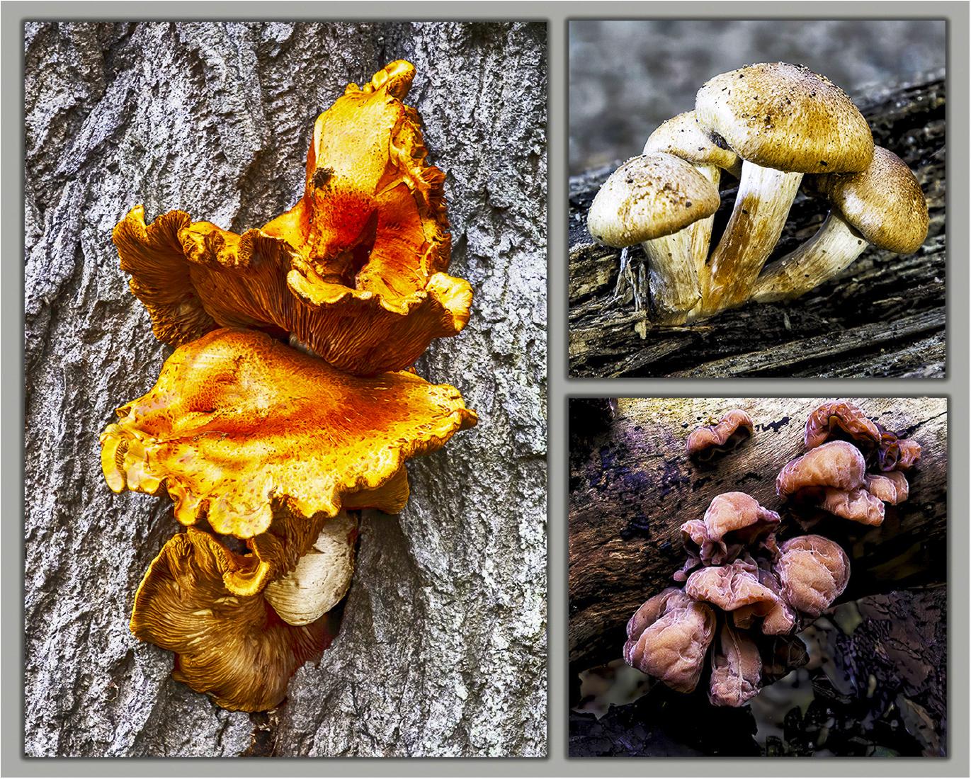 Funghi - David Egerton